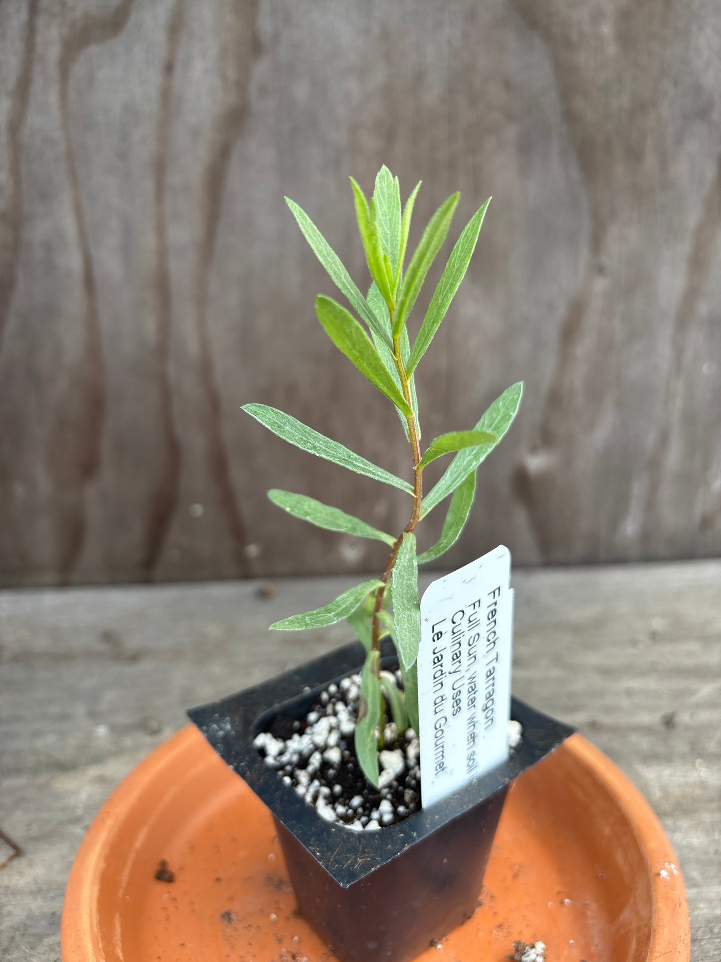 French Tarragon plant