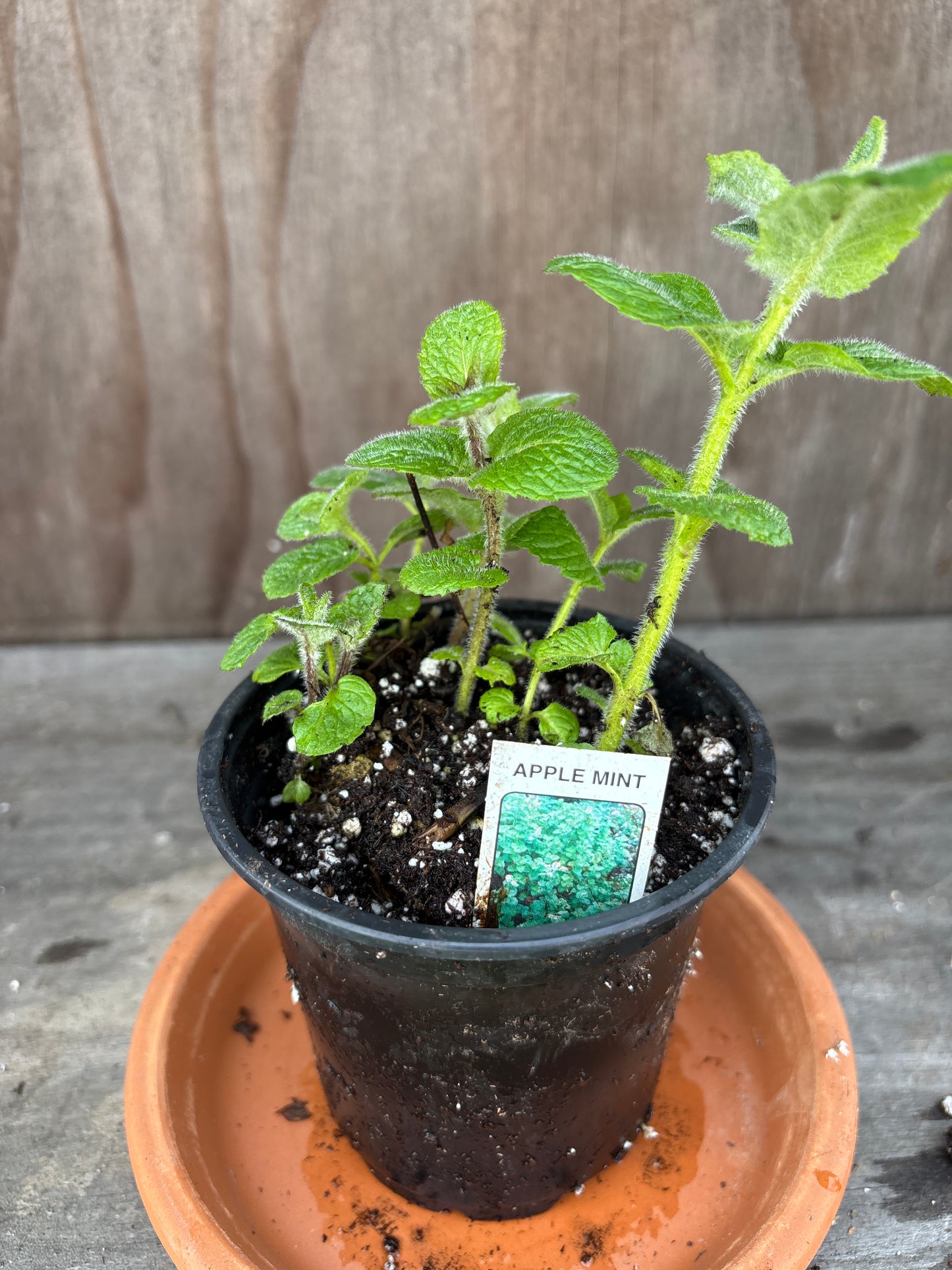 Mint plants
