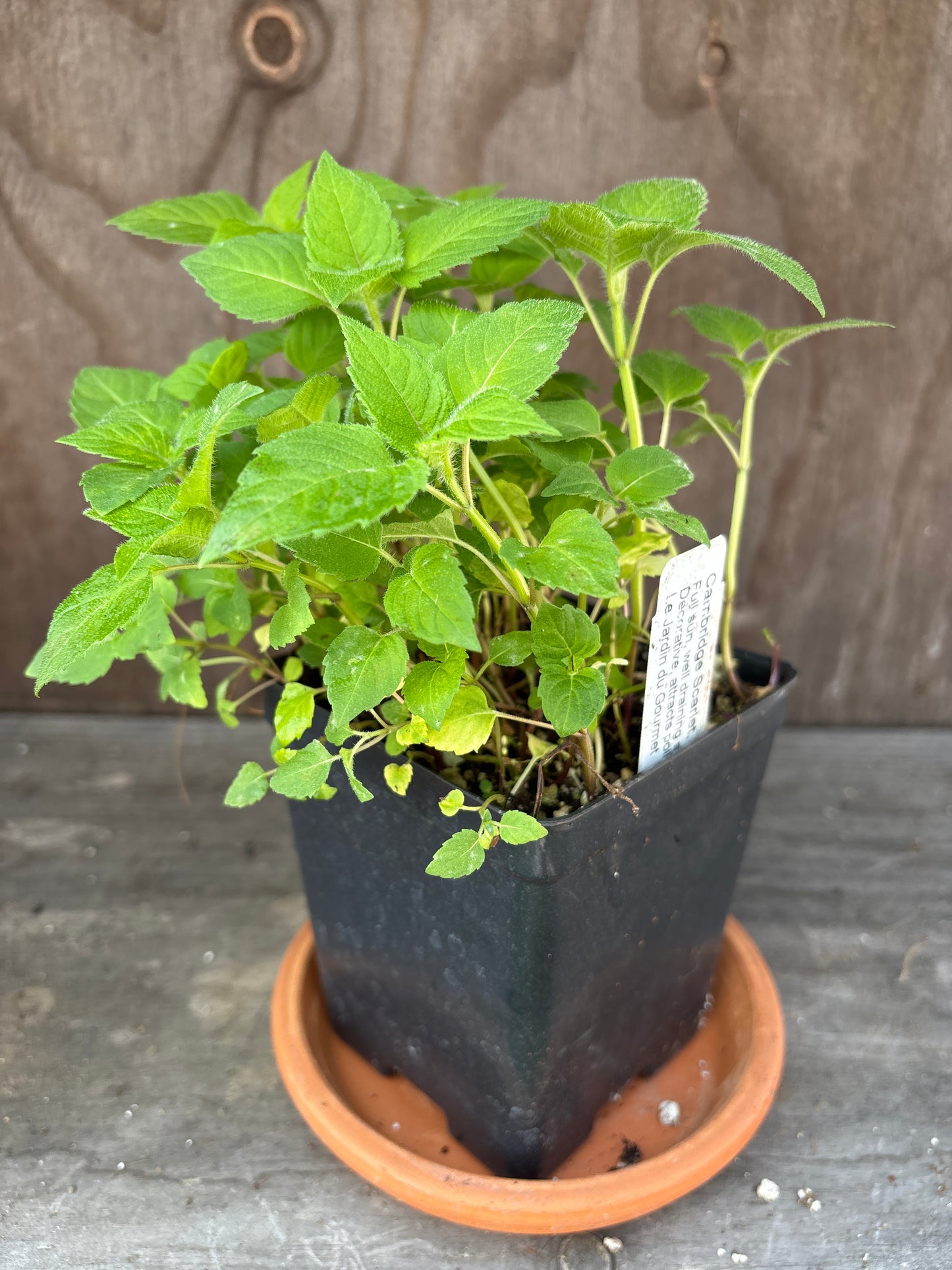 Bee Balm Cambridge Scarlet