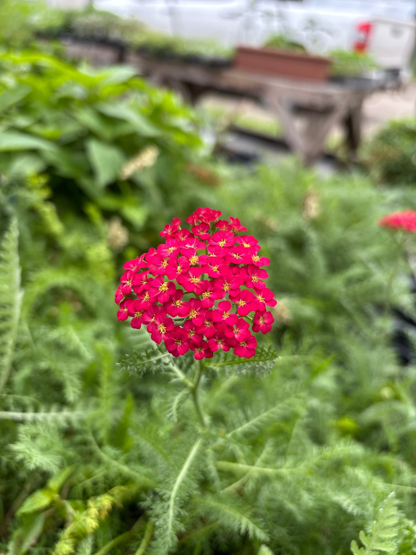 Yarrow plant