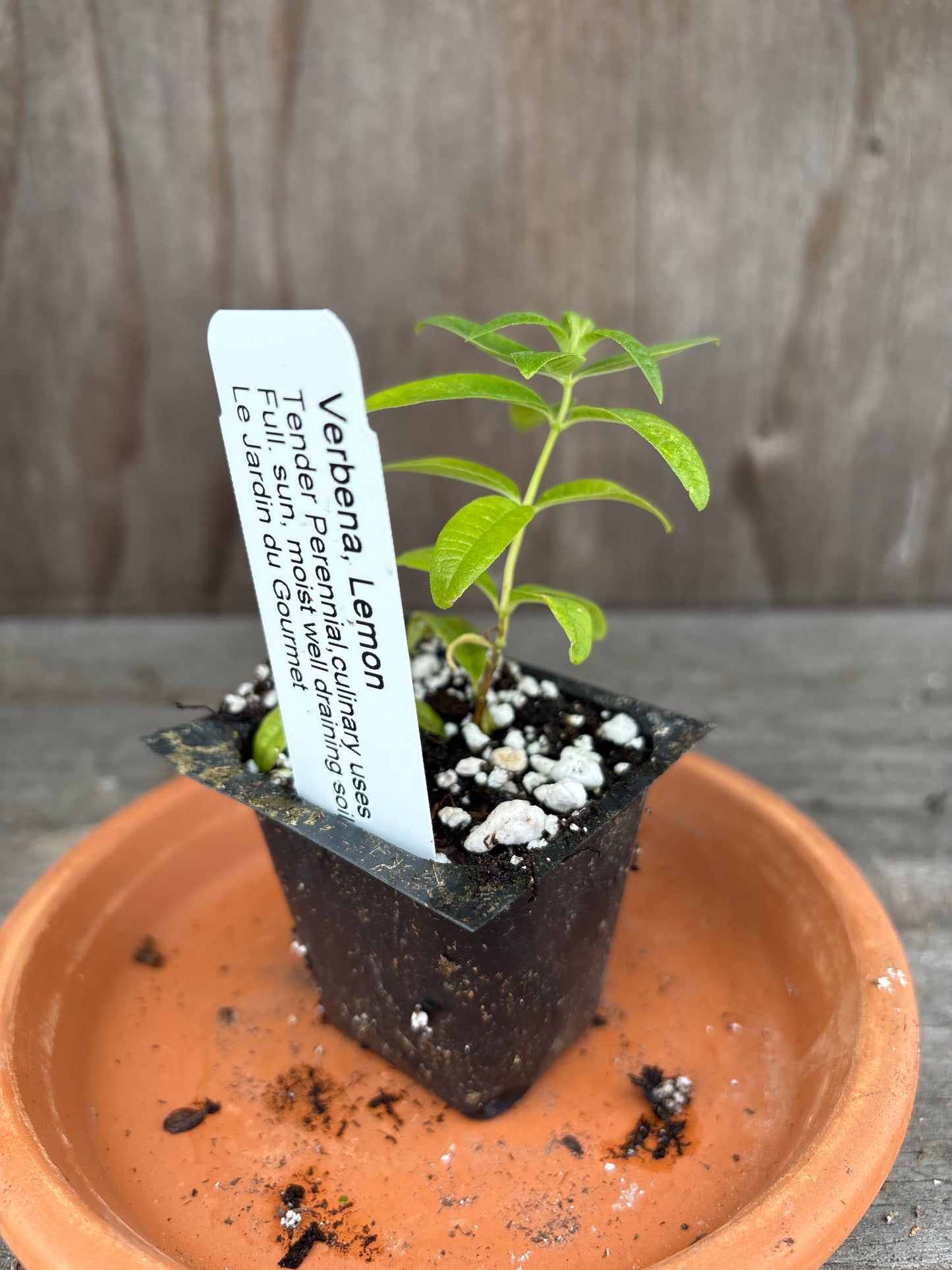 Lemon Verbena Plant