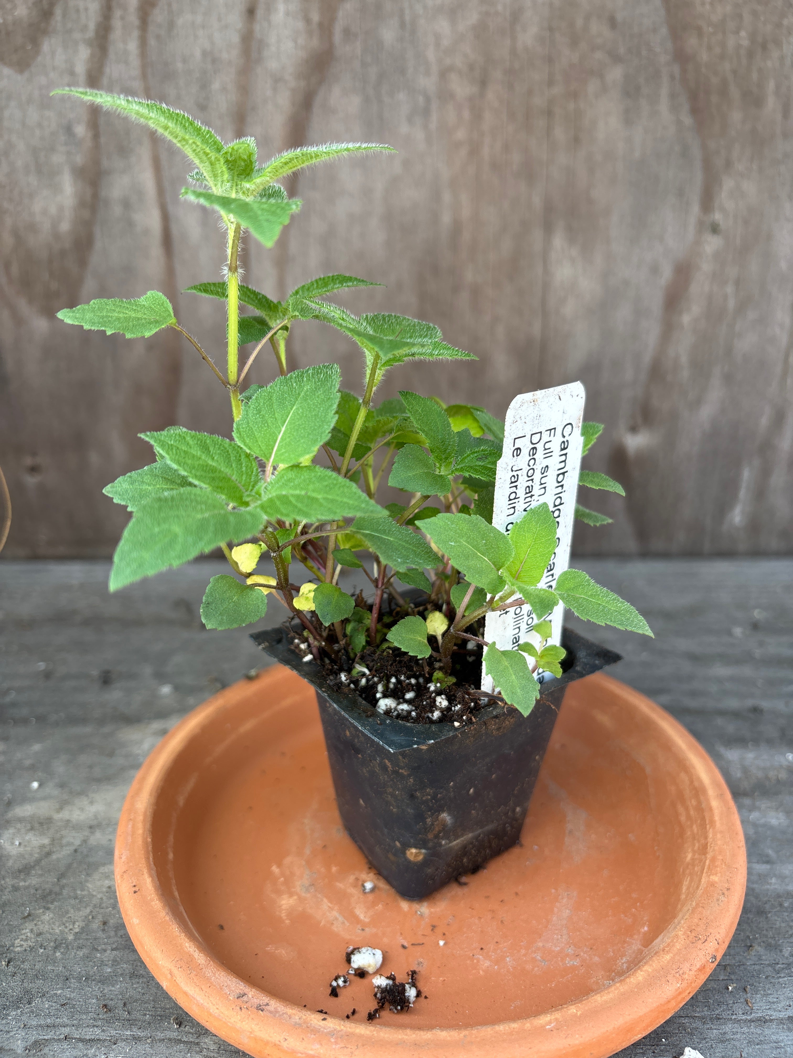 Bee Balm Cambridge Scarlet Le Jardin du Gourmet