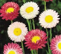 Acroclinium Helipterum