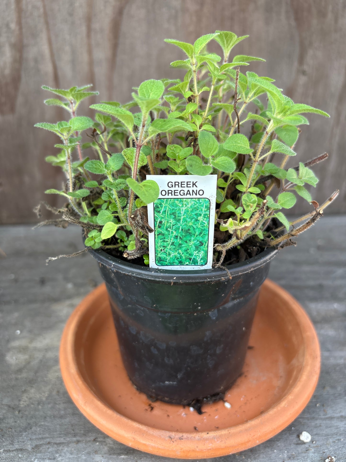 Oregano plant