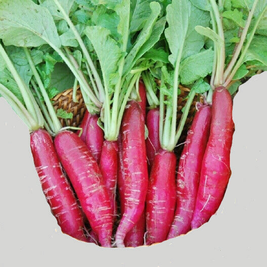 Bartender Red Mammoth Radish #159
