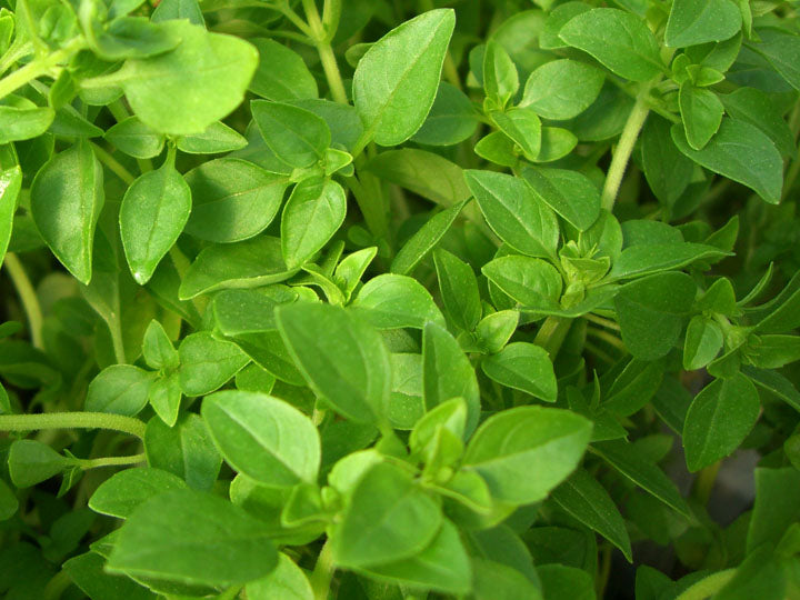 Basil Dwarf Green #7