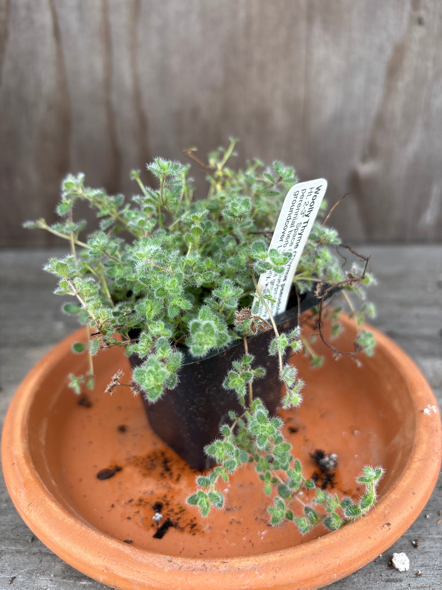 Thyme plants
