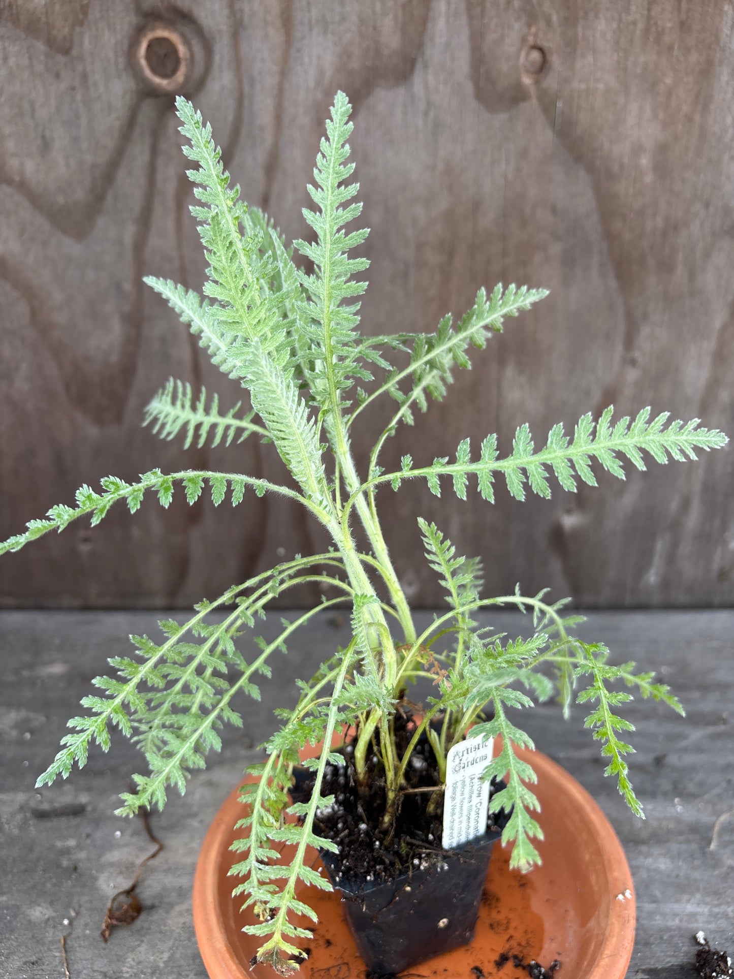 Yarrow plant