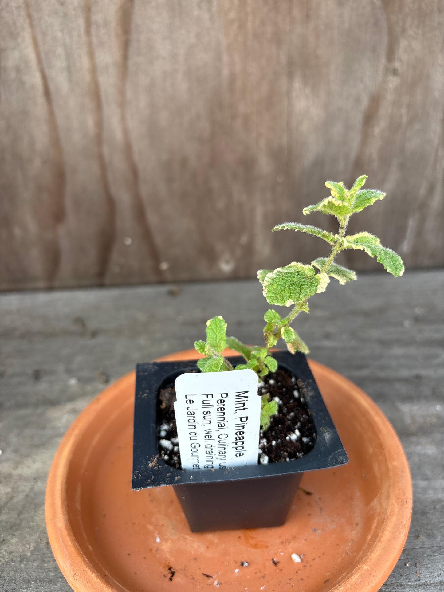 Mint plants