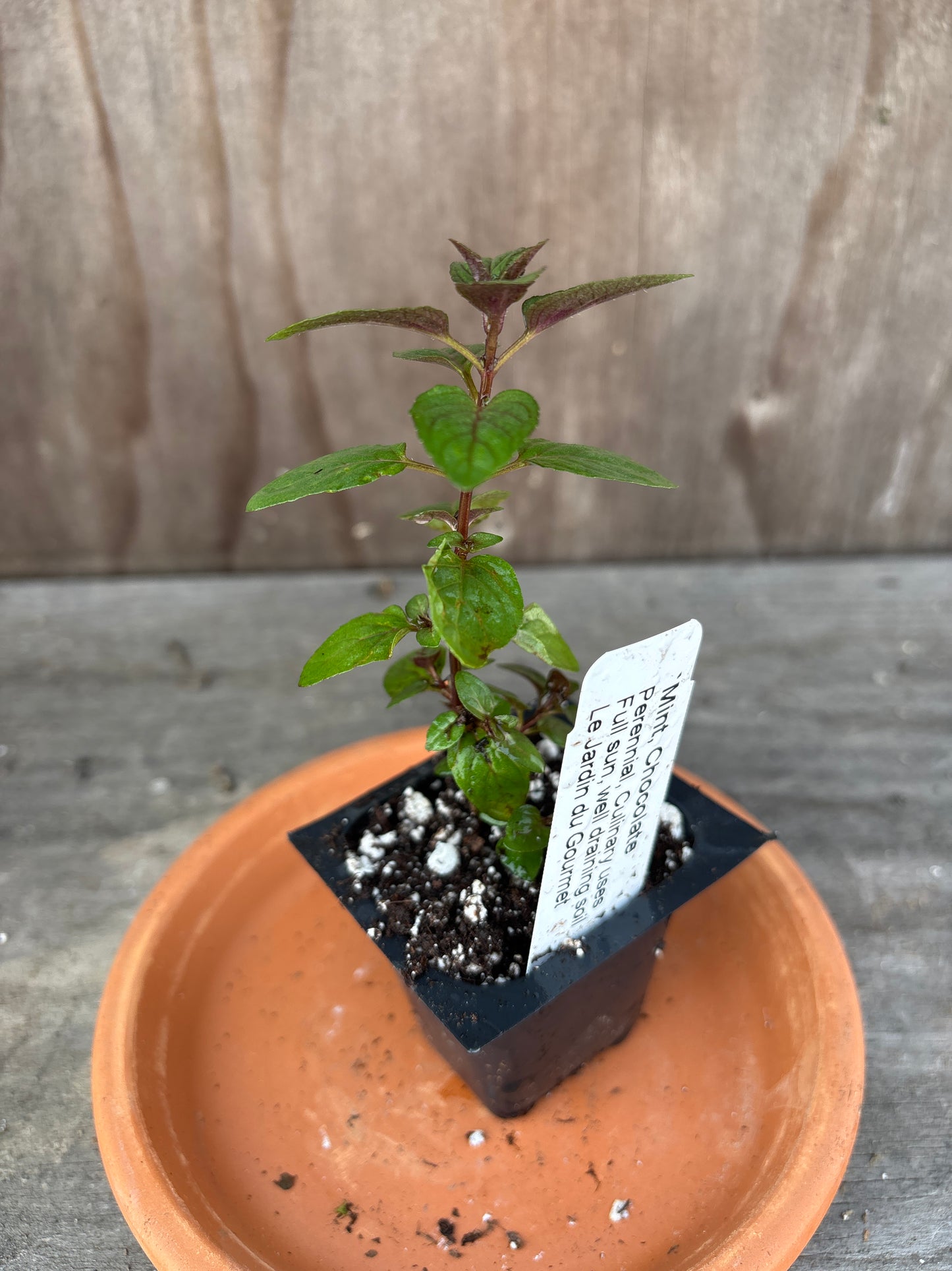Mint plants
