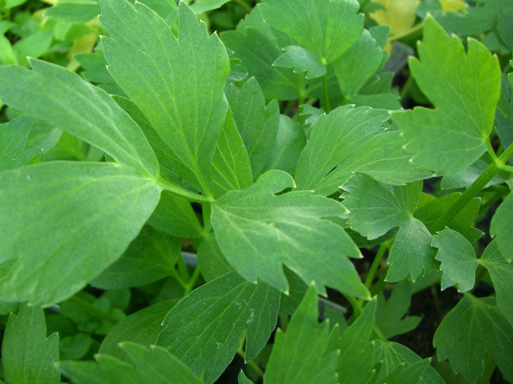 Lovage #30