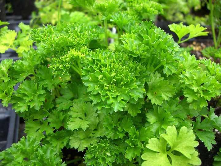 Parsley Curly #37