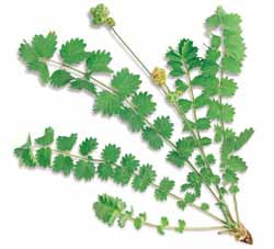 Salad Burnet #71