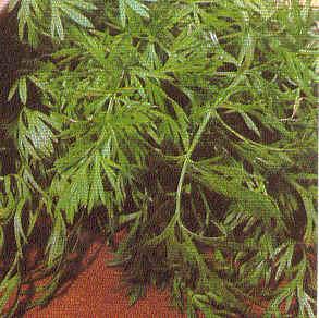 Caraway #10