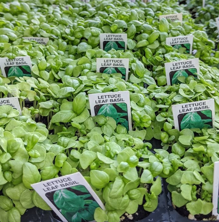 Le Jardin du Gourmet