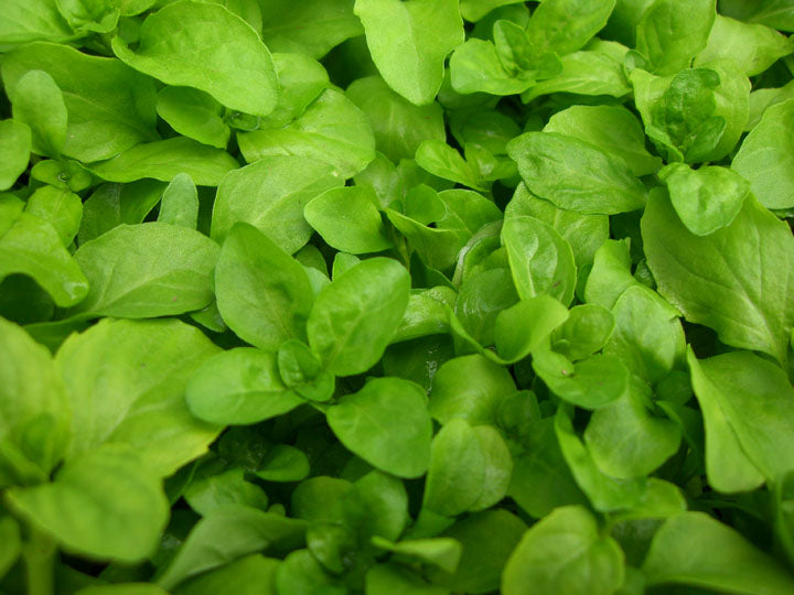 Le Jardin du Gourmet