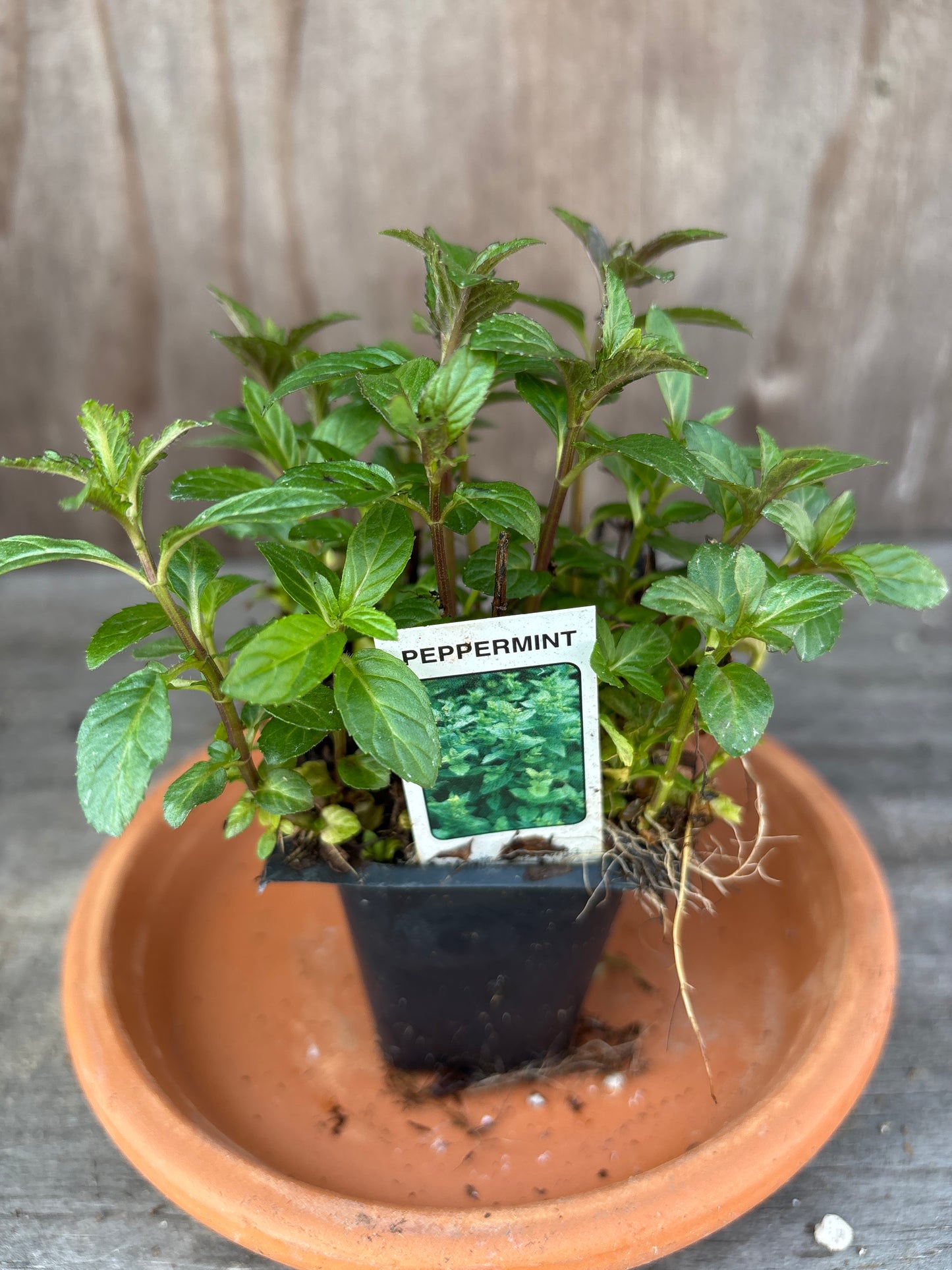Mint plants
