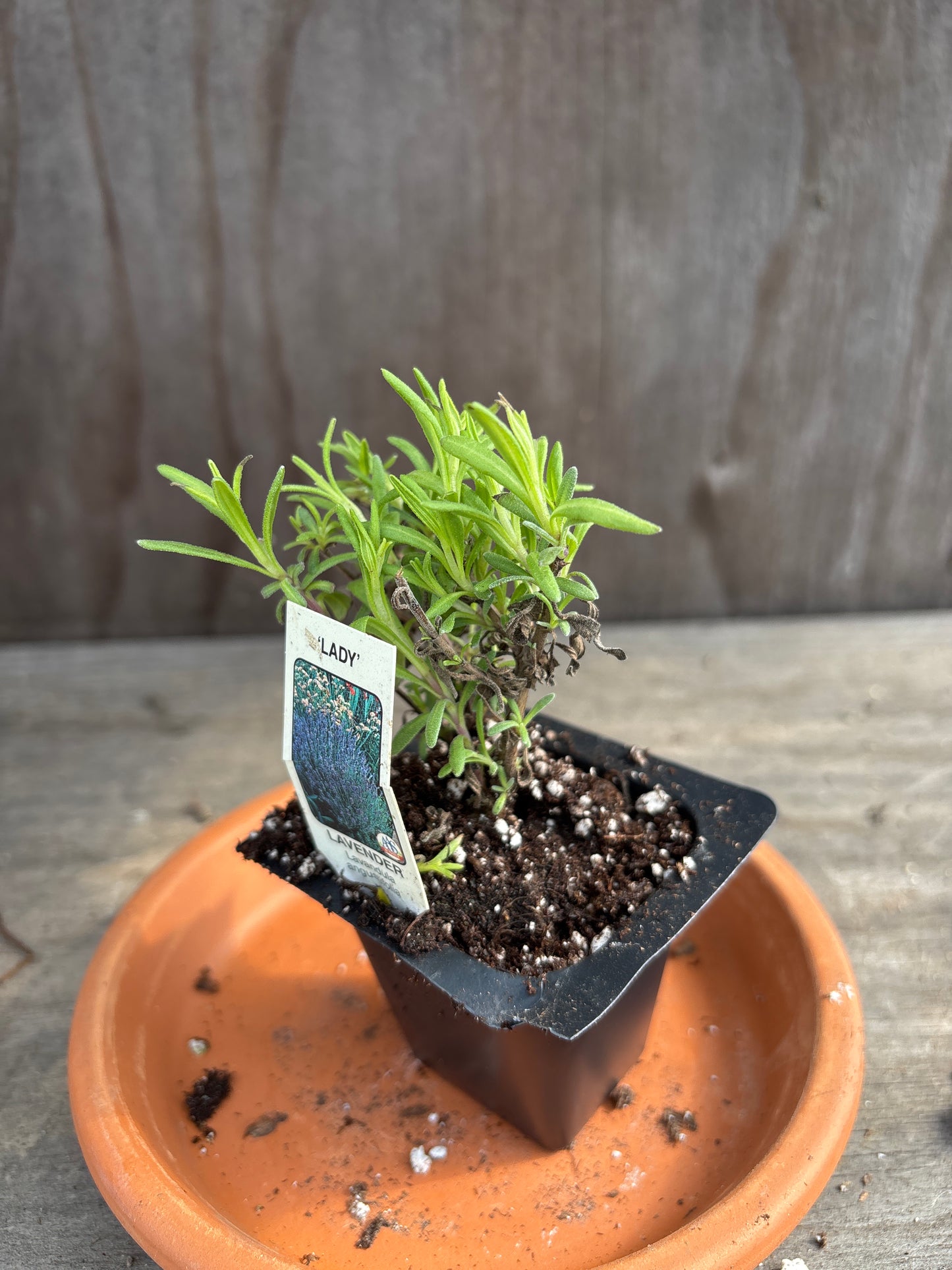 Lavender plants