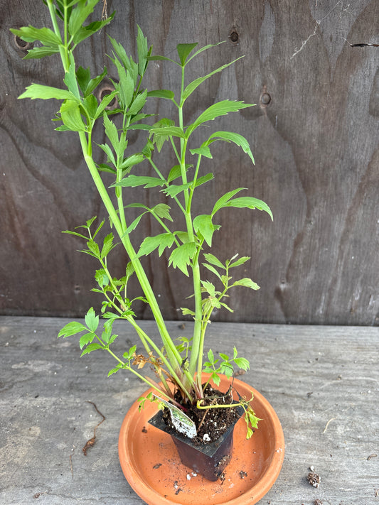 Lovage plant