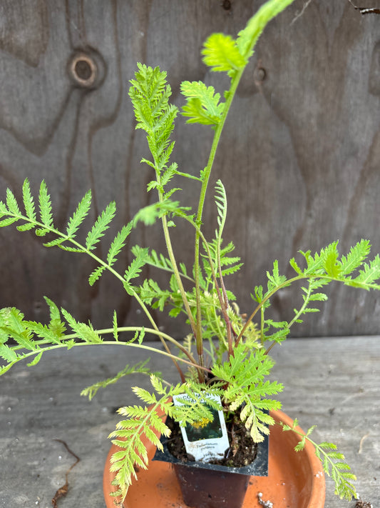 Tansy plant