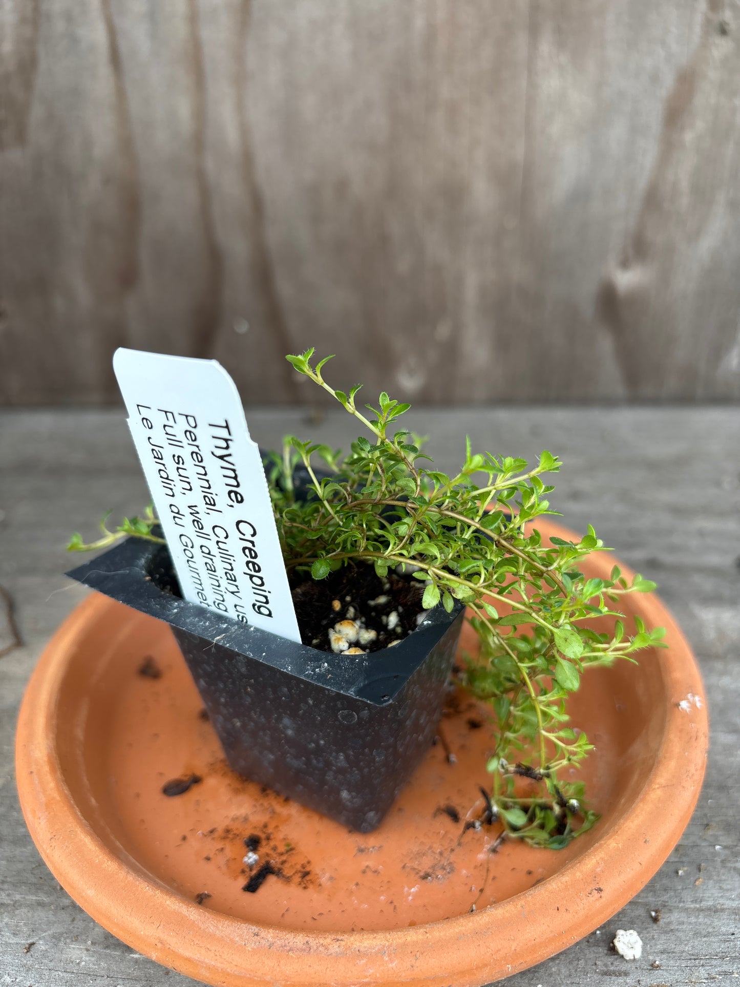 Thyme plants