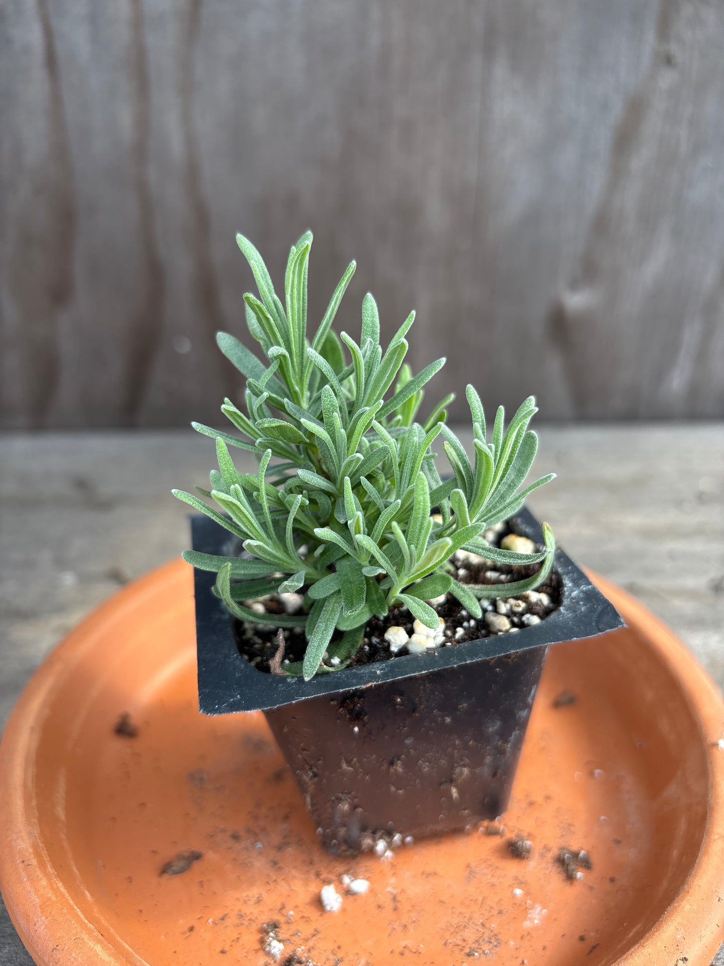 Lavender plants