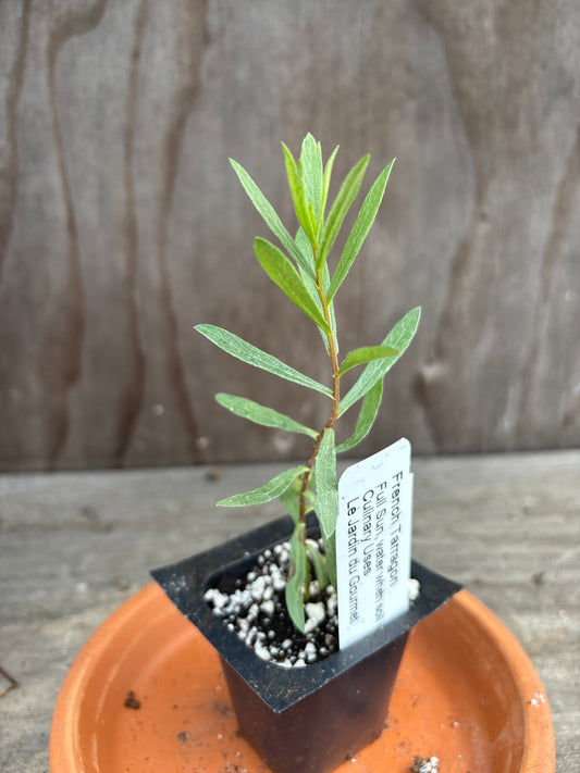 French Tarragon plant