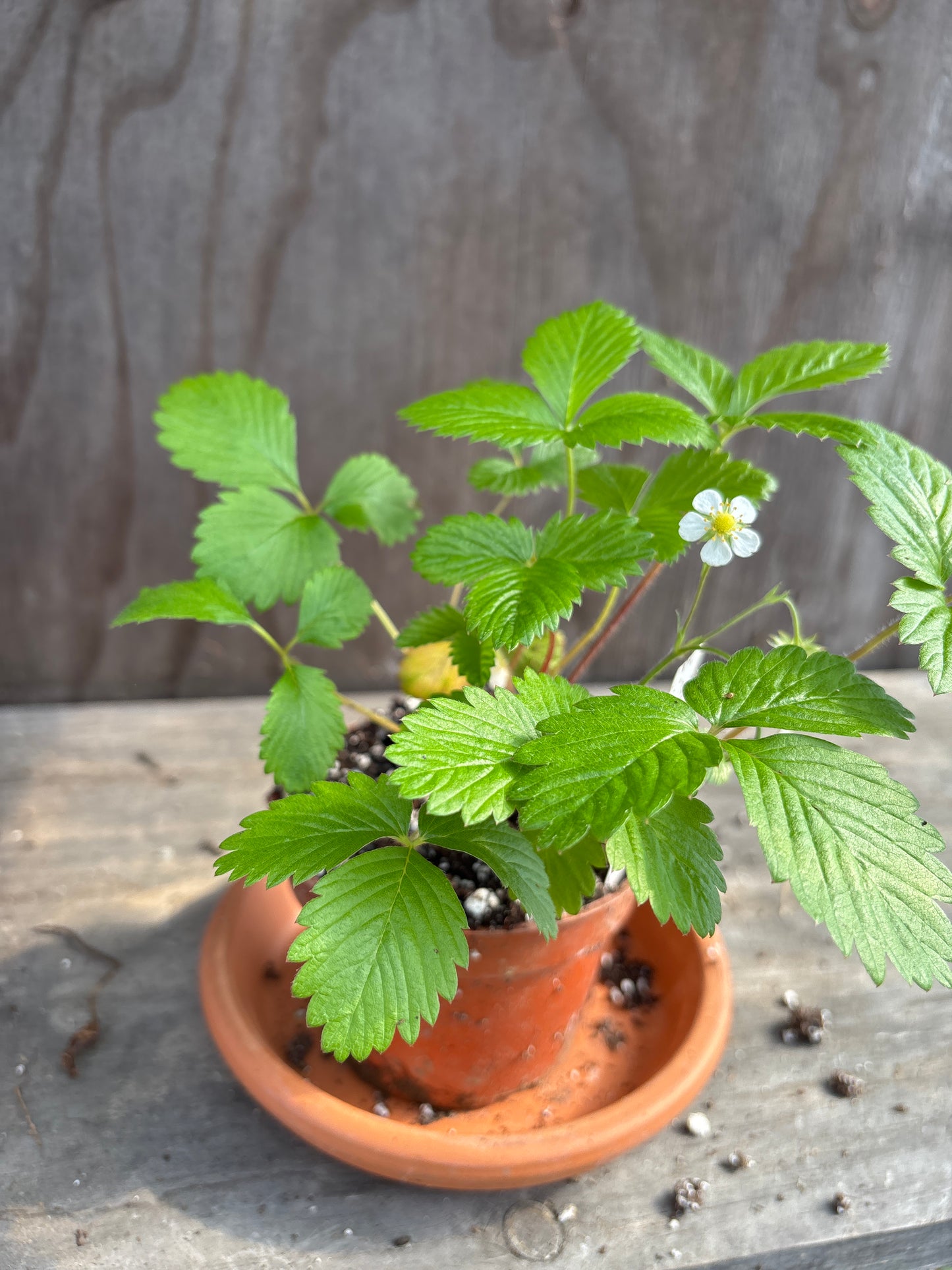 Fraise des Bois plant