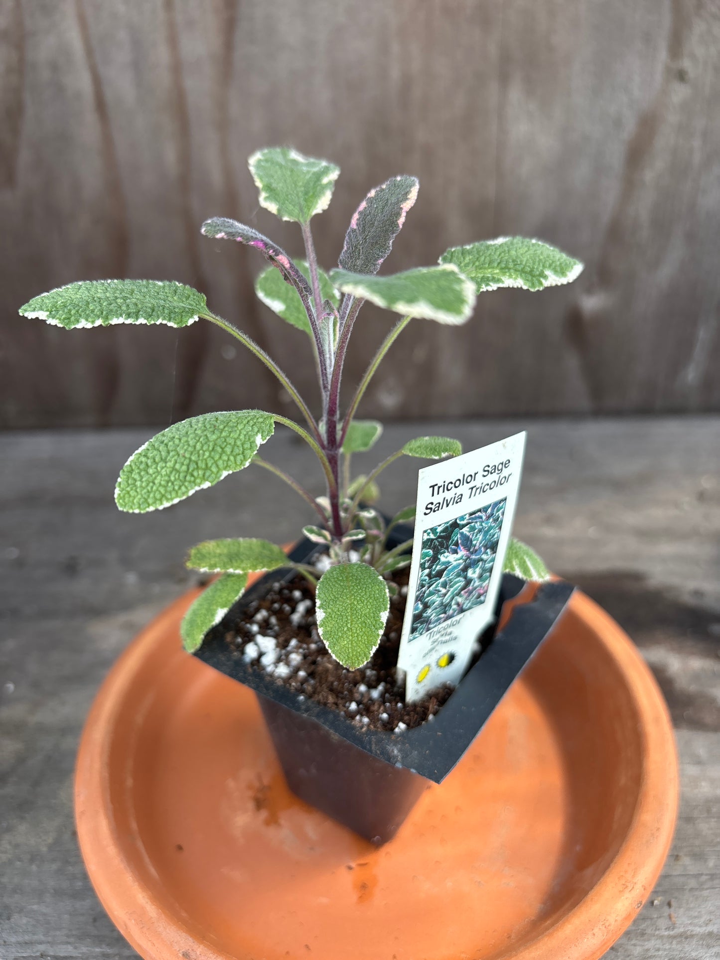 Sage live plants