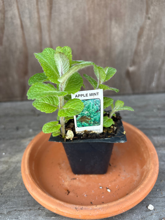 Mint plants