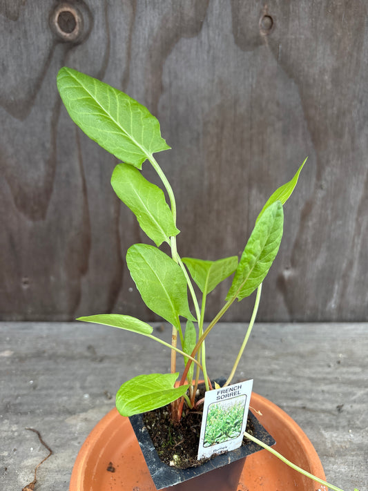 French Sorrel plant
