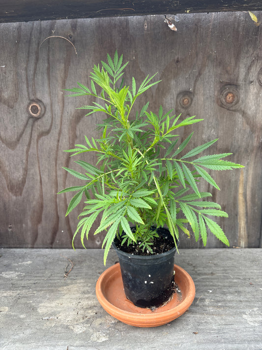 Huacatay live plant