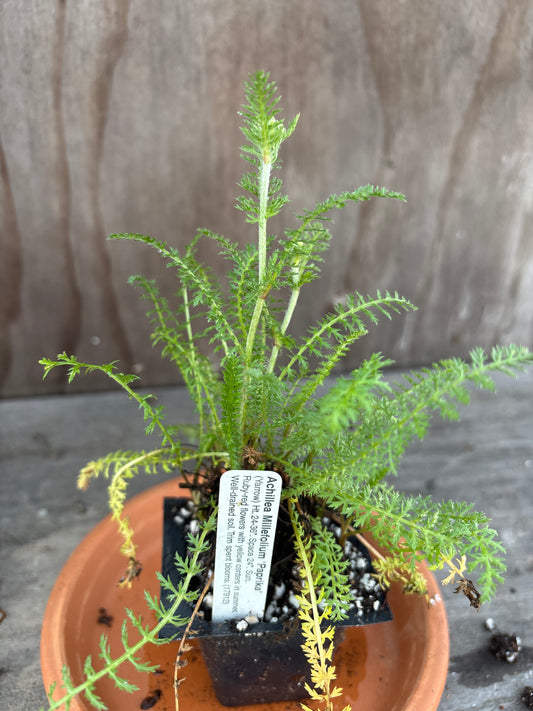 Yarrow plant