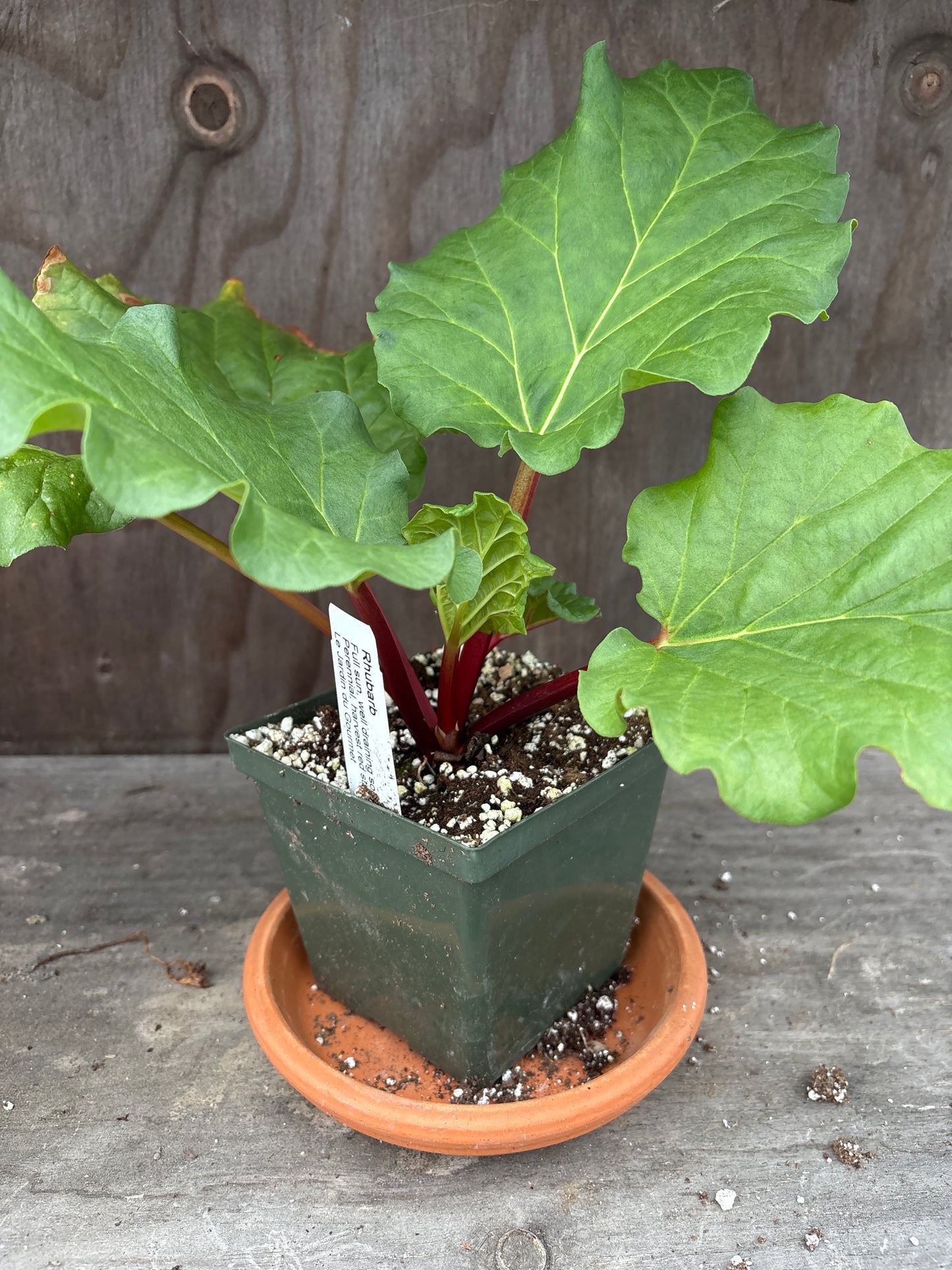Rhubarb plant