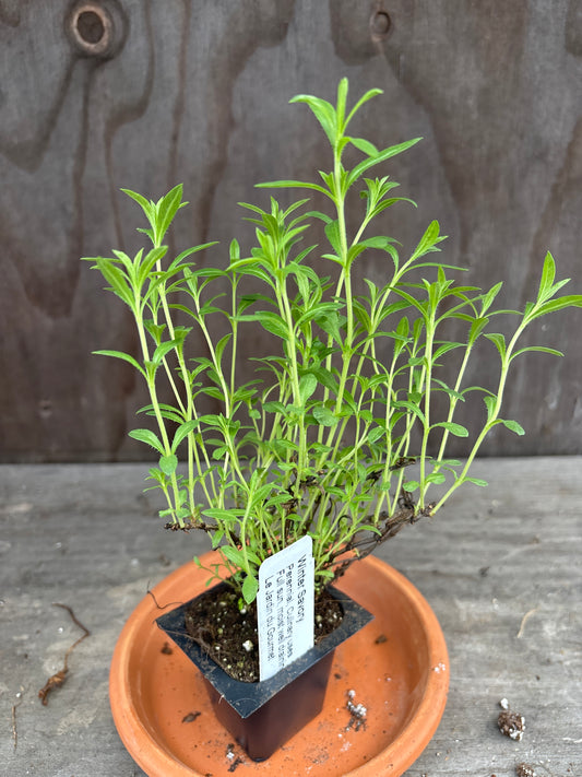 Winter Savory plant