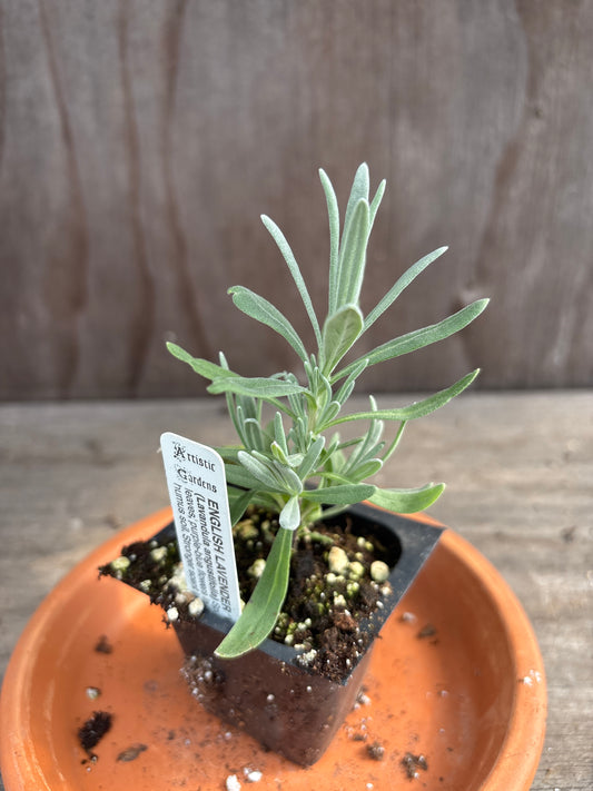 Lavender plants