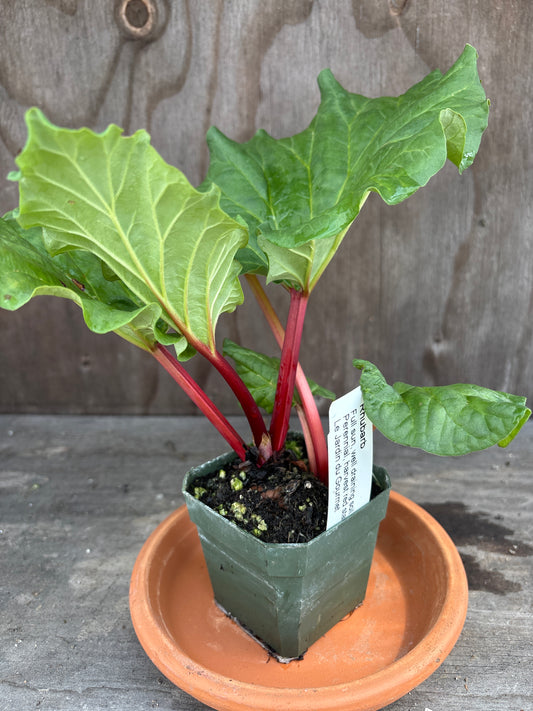 Rhubarb plant