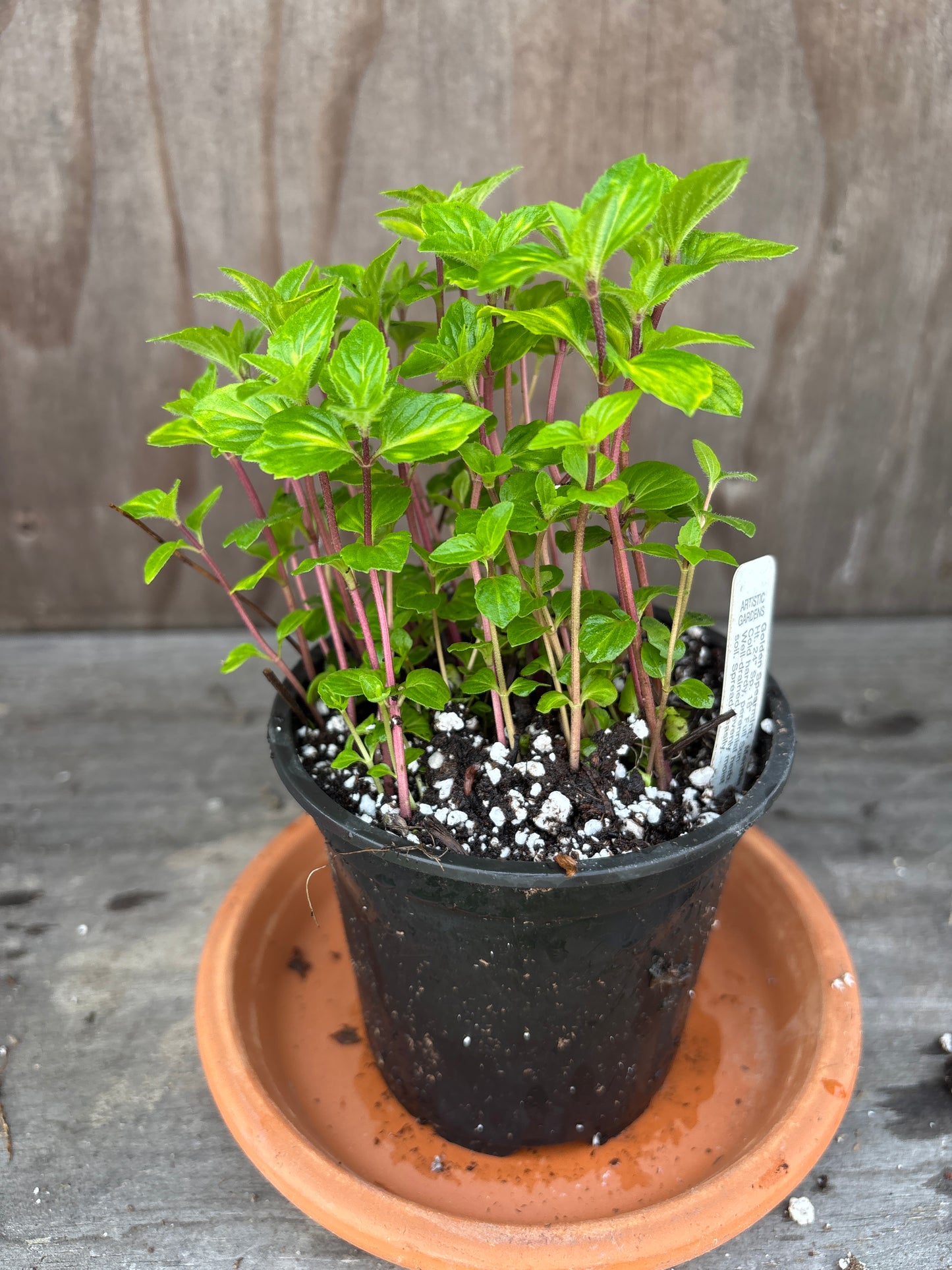 Mint plants