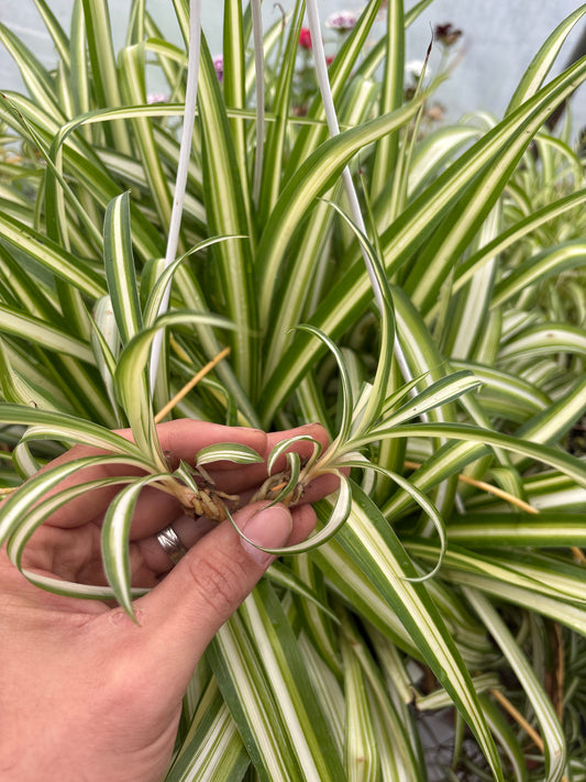 Baby Spider plant