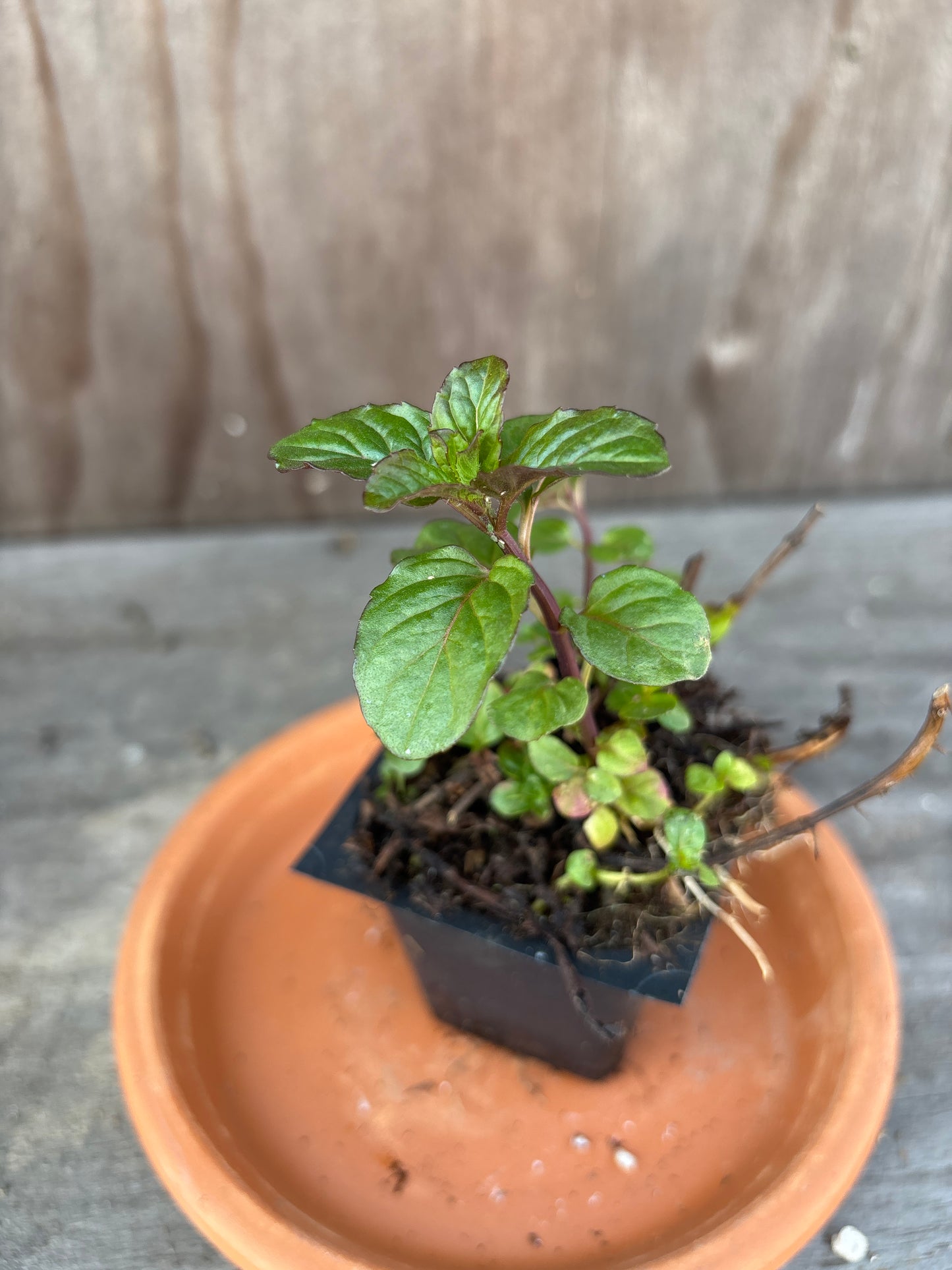 Mint plants