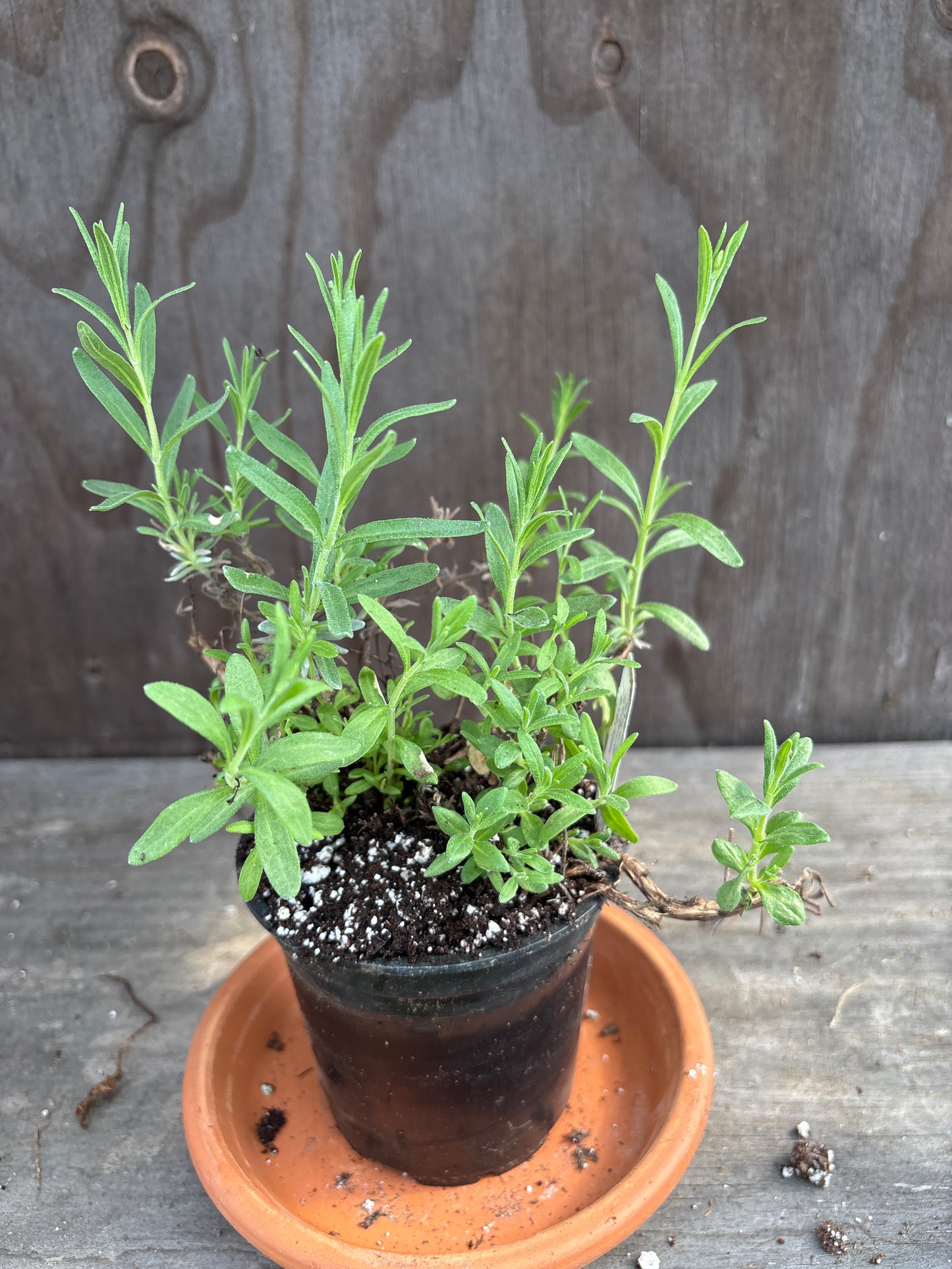 Lavender plants