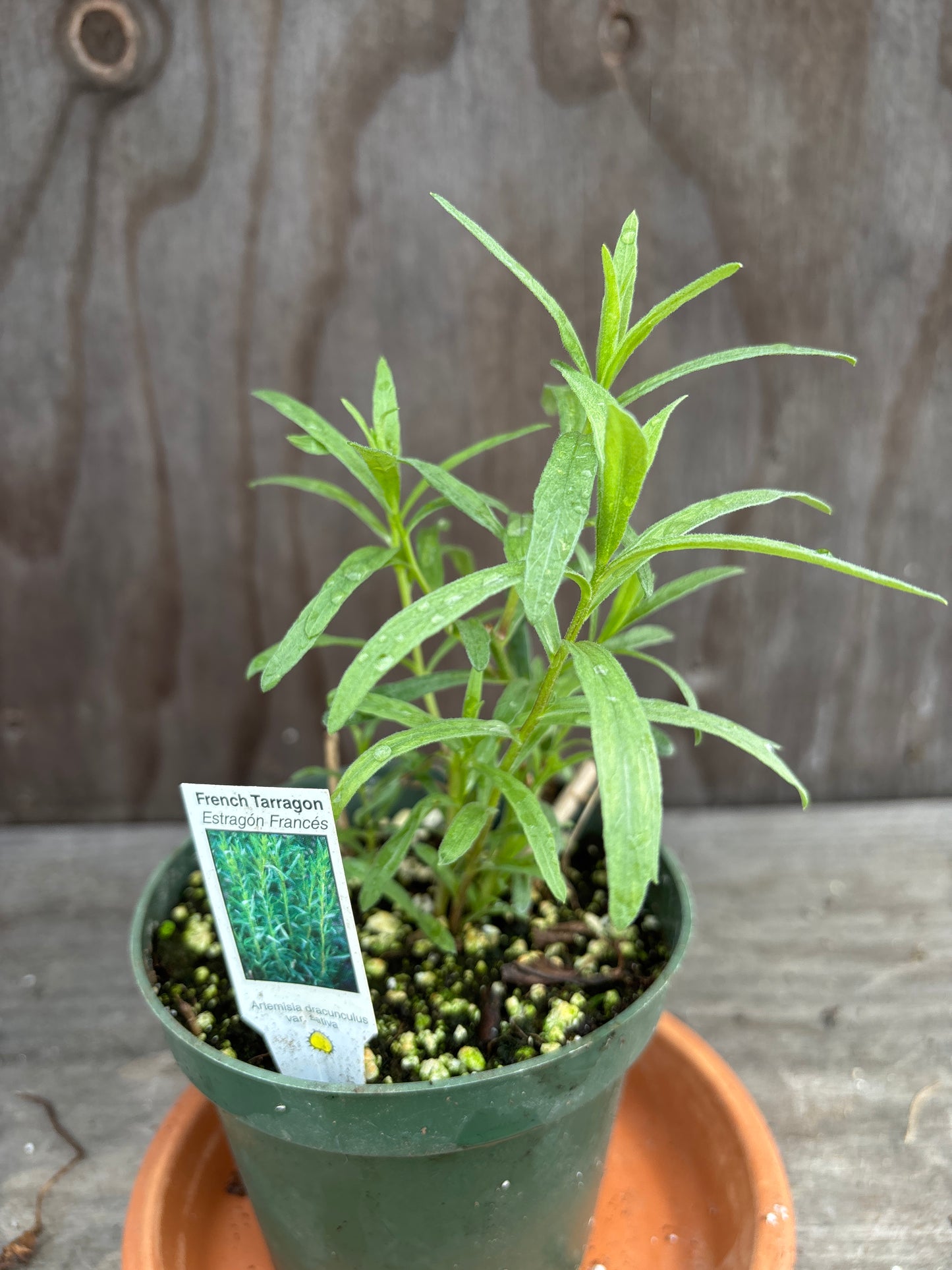 French Tarragon plant