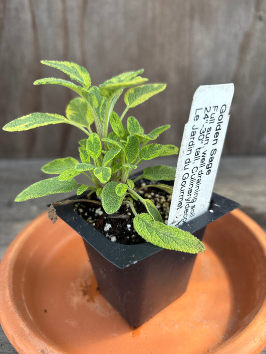 Sage live plants