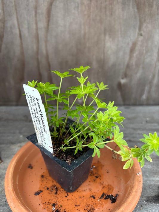 Sweet Woodruff plant