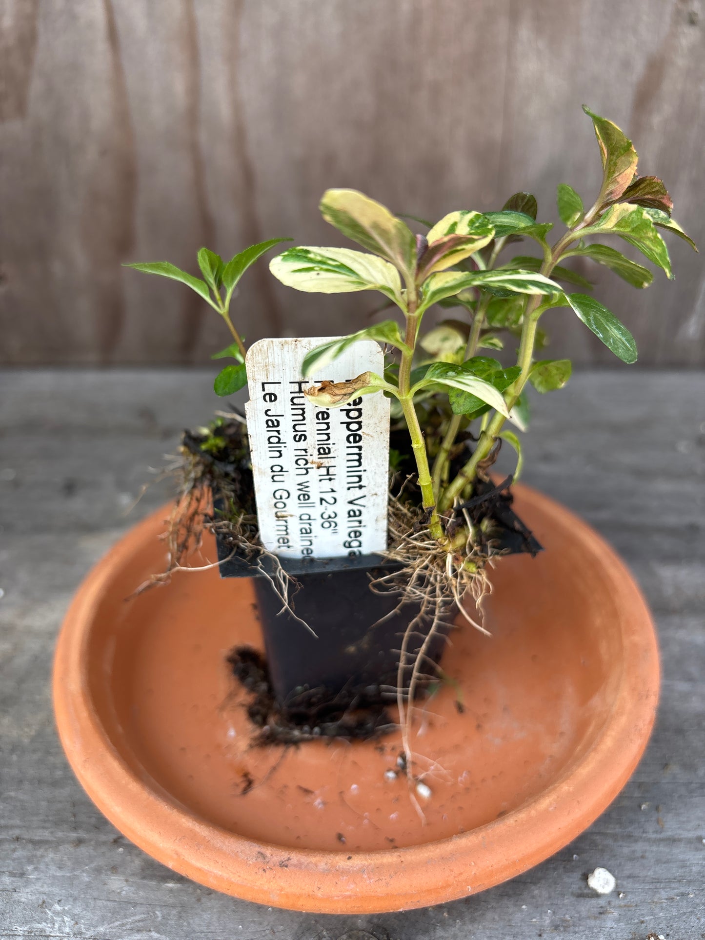 Mint plants