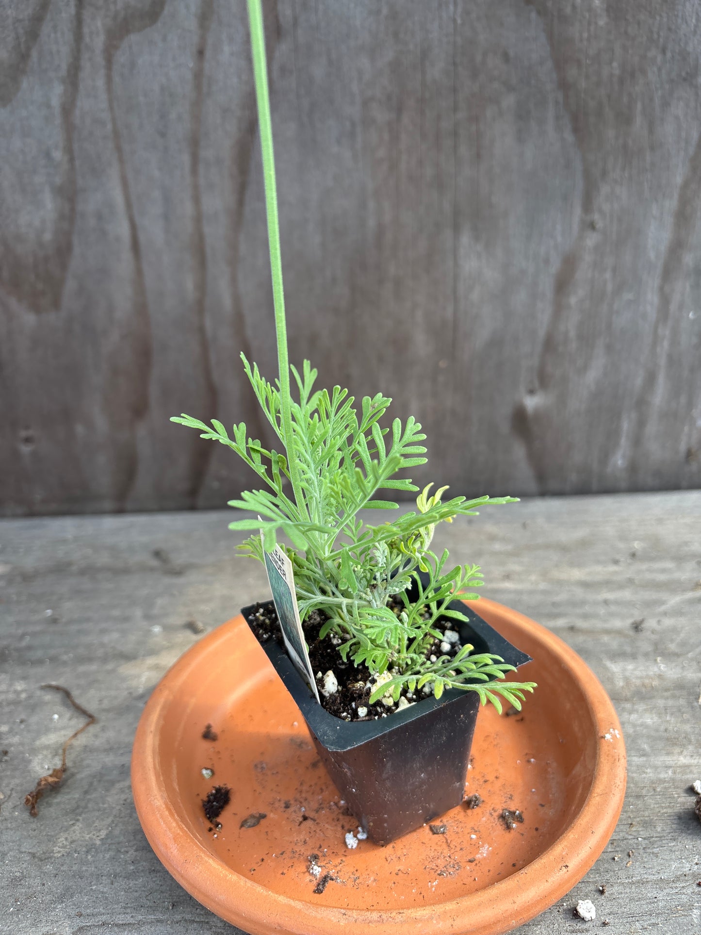 Lavender plants