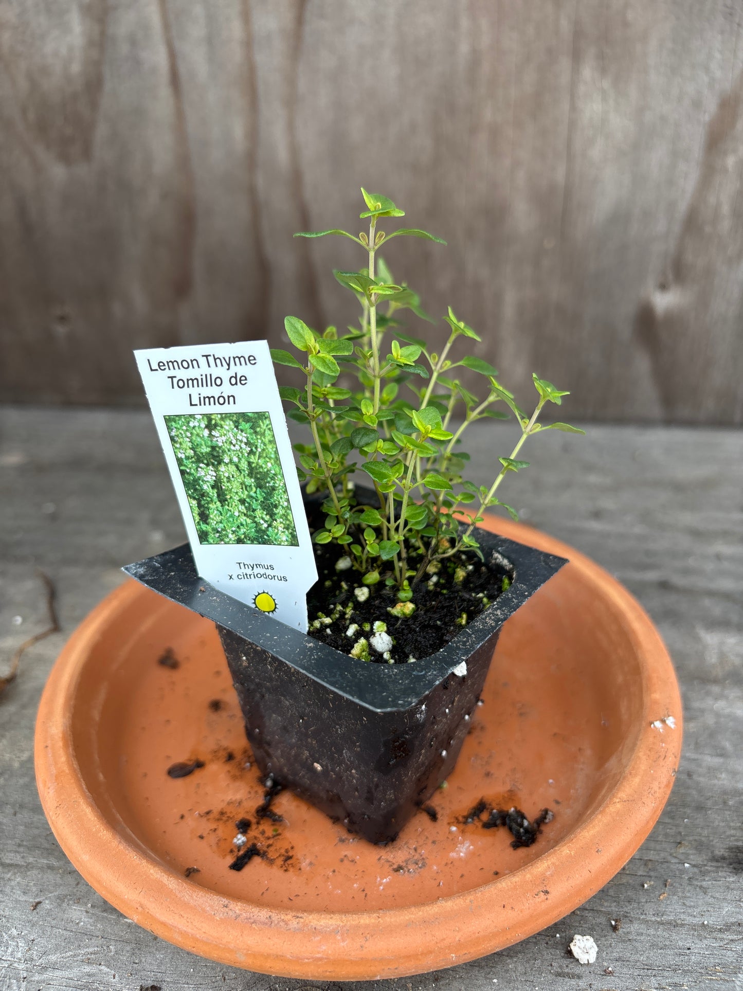 Thyme plants
