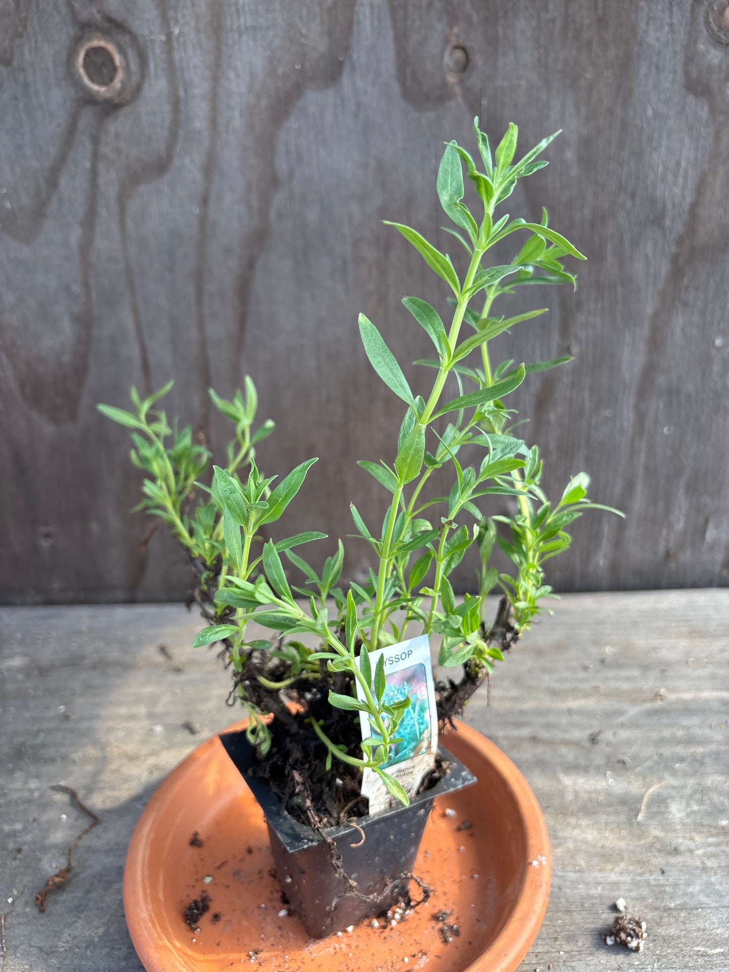 Hyssop plant