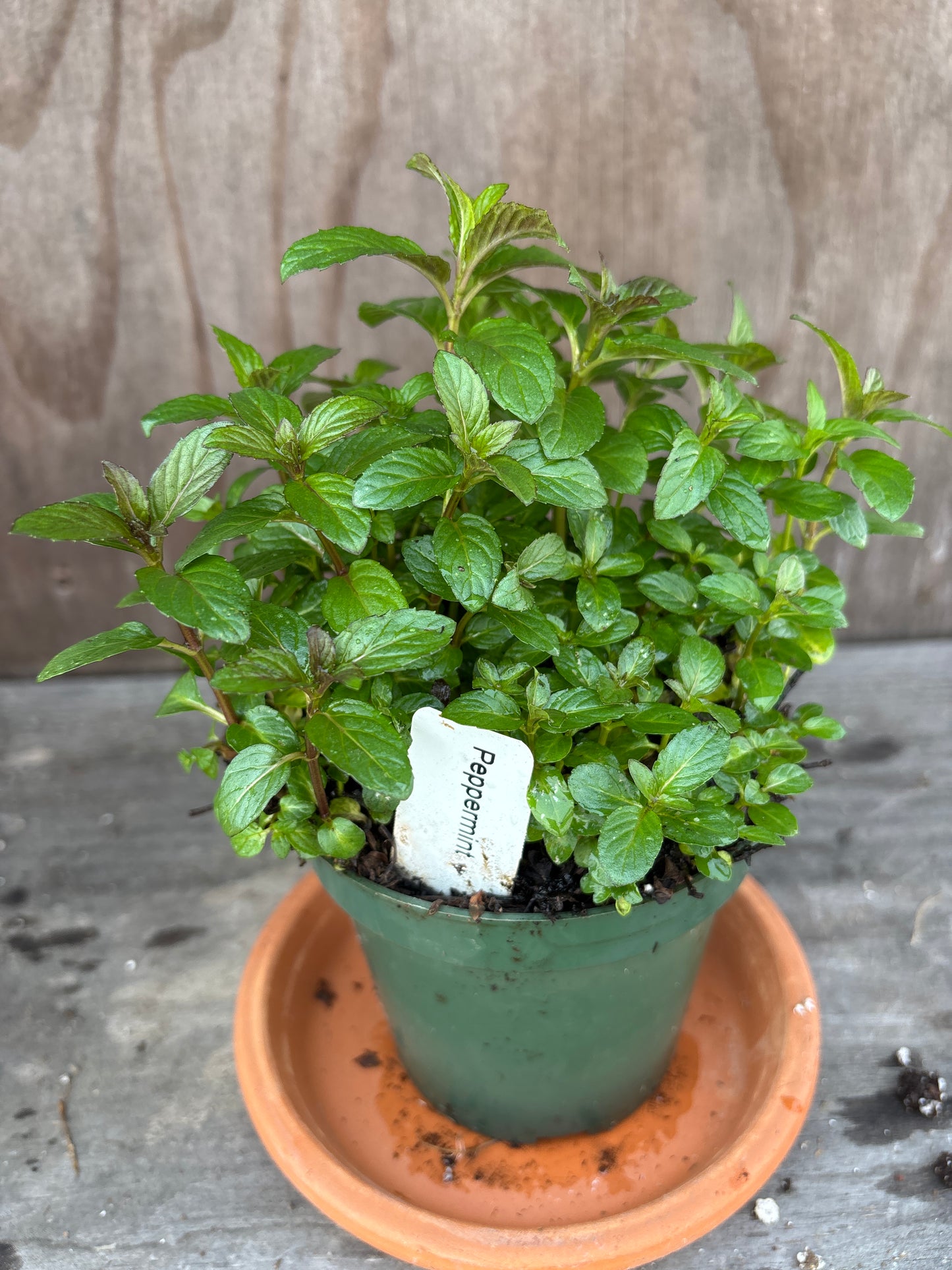 Mint plants