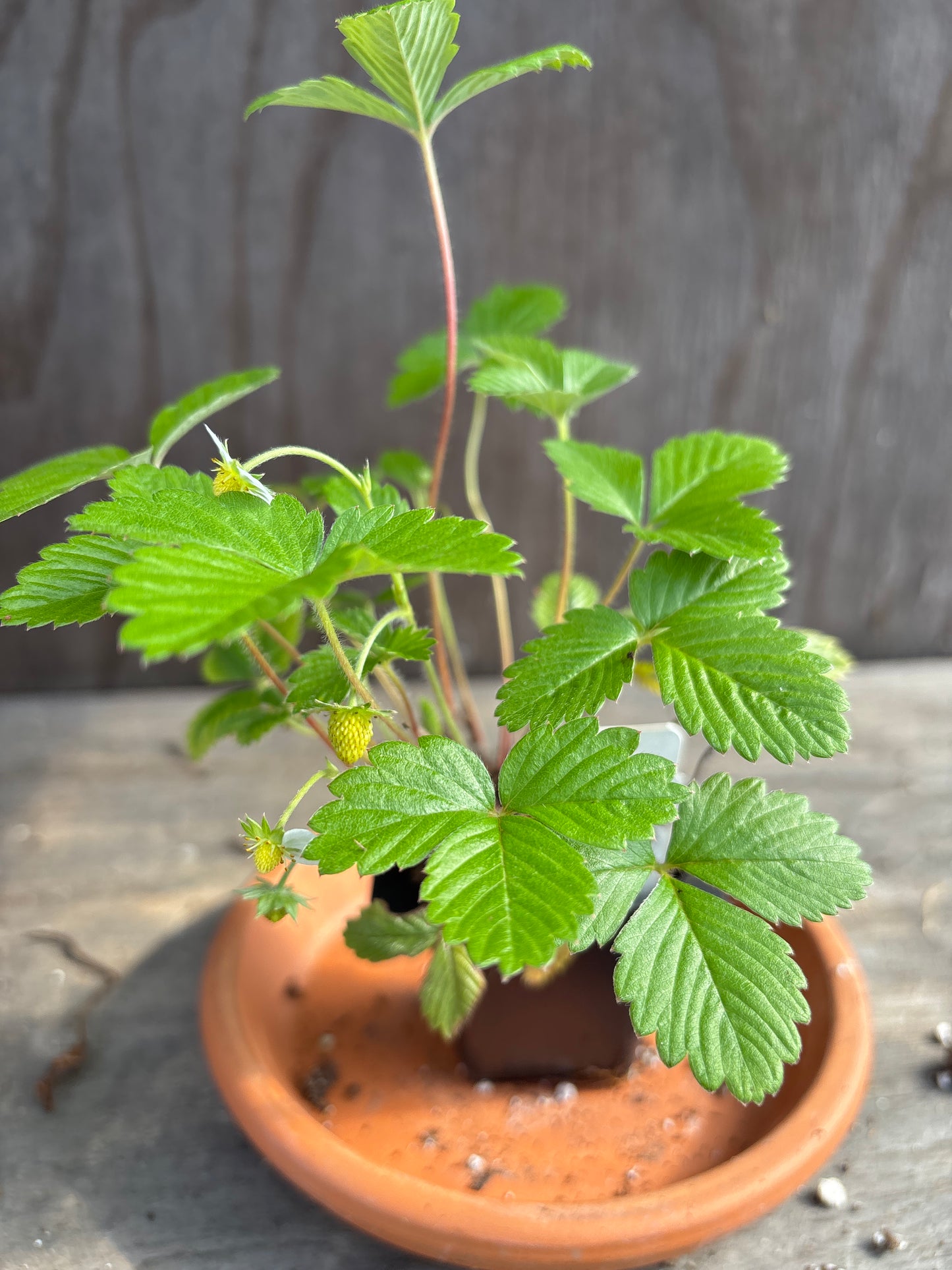 Fraise des Bois plant